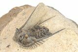 Spiny Leonaspis Trilobite Morocco #208942-3